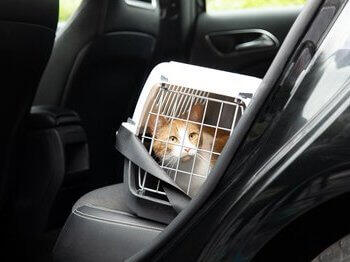 Cat relaxer clearance for travel